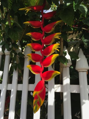 Heliconia Rostrata Hanging Lobster Claw